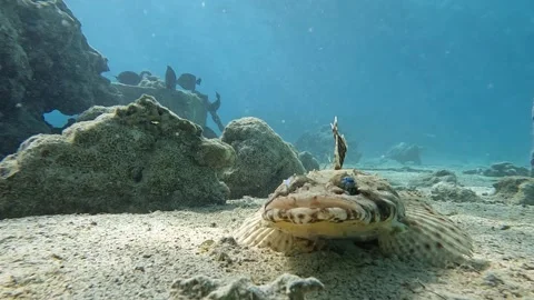 Crocodile Fish. Diving In The Red Sea Stock Footage 278593782