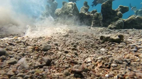 Crocodile Fish. Diving In The Red Sea Stock-Footage 278597928