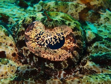 Crocodile fish eye Stock Photos