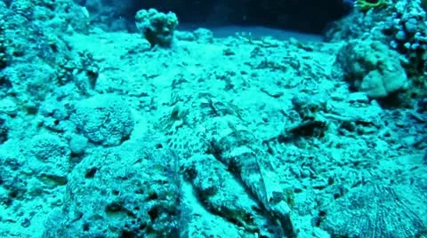 Crocodile fish Stock Footage 10730275