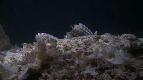 Crocodile Fish Stock Footage 12210582