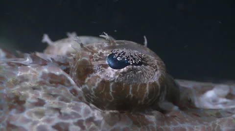 Crocodile Fish Stock Footage 12210846