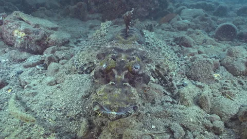 Crocodile Fish Stock Footage 148336999