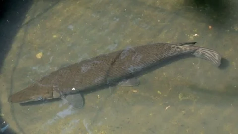 Crocodile fish 動画素材 254453147