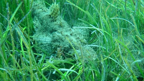 Crocodile fish is hiding in dense thickets of green sea grass on seabed. Stock Footage 127494818