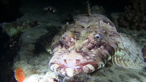 Crocodile fish in the night Video stock 78209706