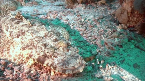 Crocodile fish in the night Video stock 78239112