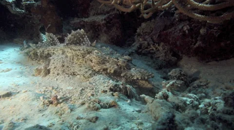 Crocodile fish resting under coral Vidéo 33140071