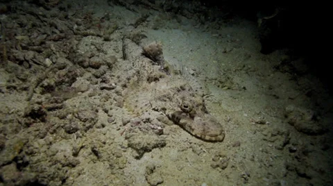 Crocodile fish resting under coral Vidéo 33226086