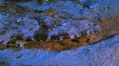 Crocodile fish at the sea bed Stock Footage 22732926
