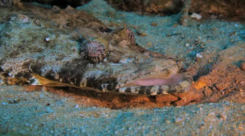 Crocodile fish at the sea bed Stockbeeldmateriaal 22732953