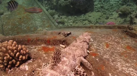 Crocodile fish on Ship Wreck Stock Footage 51774169