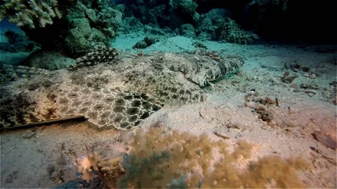 Crocodile fish underwater Video stock 135077125
