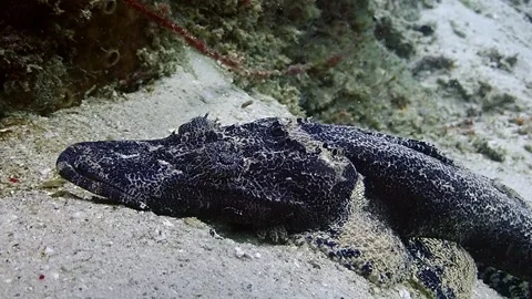 Crocodile flathead closeup HD Stock Footage 147239360