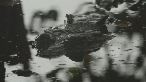 Crocodile floating with its head above the dark, murky water of a swamp 動画素材 342542549