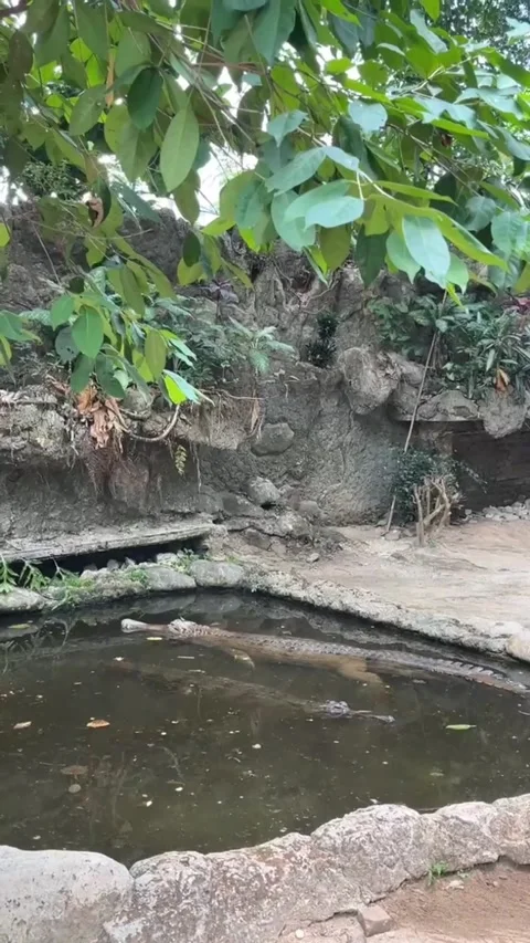 A crocodile floating in a pond Stock Footage 286331433