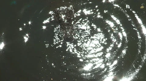 Crocodile floating in river Stock Footage 30106625