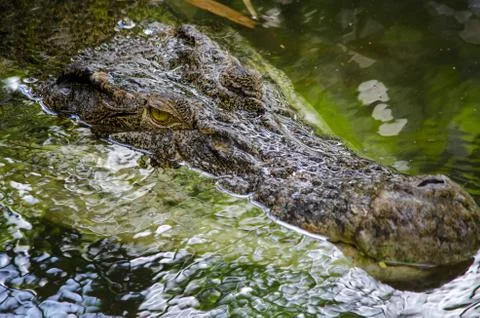 Crocodile floating on the river, head closeup Stock Photos
