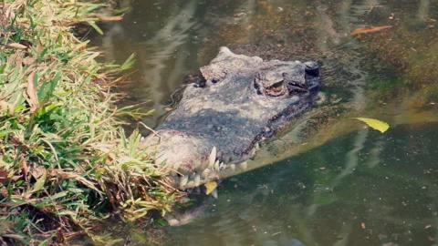 Crocodile floating on water Stock Footage 151095959