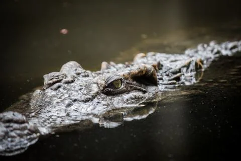 Crocodile floating in the water. Stock Photos