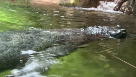 The crocodile floats smoothly looking into the camera. 4K Stock Footage 232047659