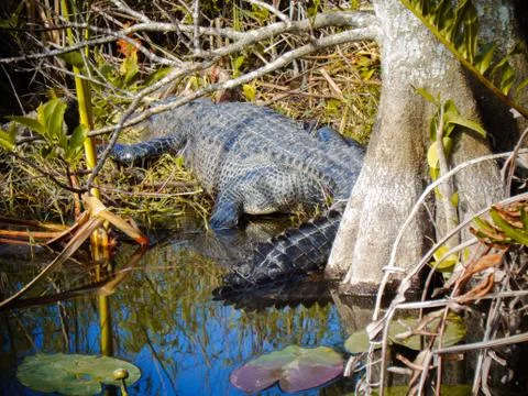 A crocodile in florida Stock Photos