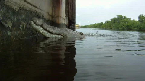 Crocodile Stock Footage 768844