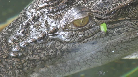 Crocodile Stock Footage 1077683
