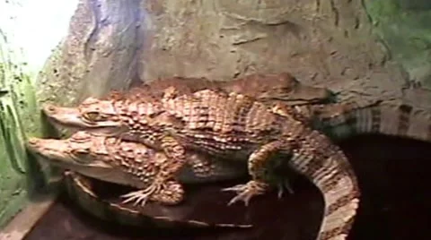 Crocodile Stock Footage 1925338