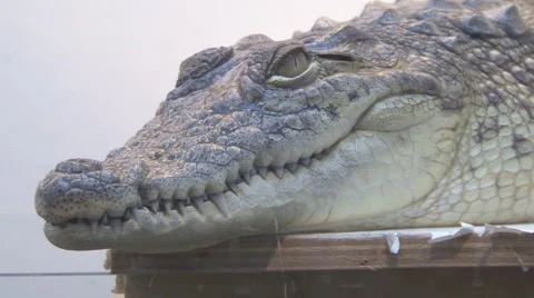 Crocodile Stock Footage 4190198