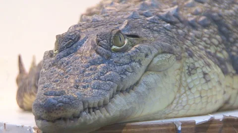 Crocodile Stock Footage 4192309