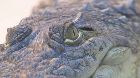 Crocodile Stock Footage 4193446