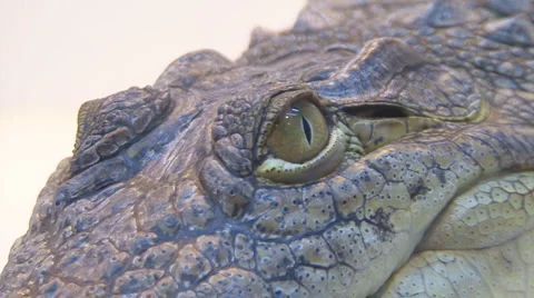 Crocodile Stock Footage 4193593