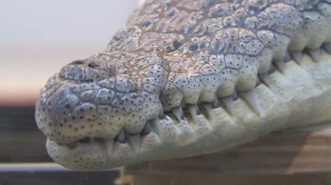 Crocodile Stock Footage 4194685