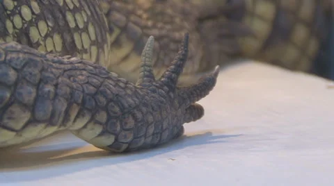 Crocodile Stock Footage 4195443