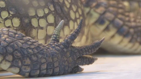Crocodile Stock Footage 4195621