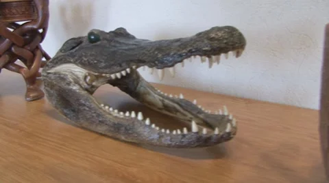 Crocodile Stock Footage 7994722