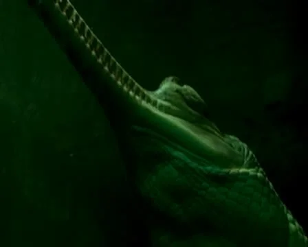 Crocodile Video stock 8994397