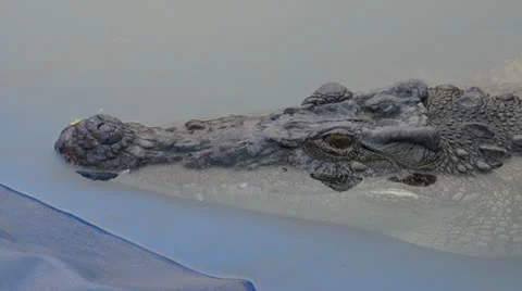 Crocodile Stock Footage 10853330