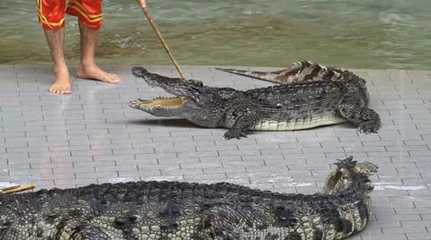 Crocodile. Video stock 11159487