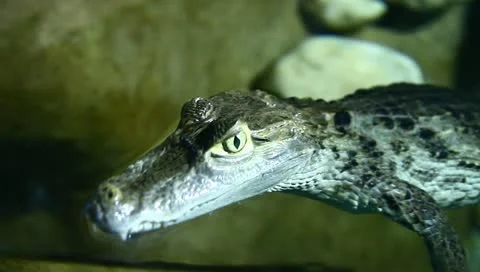 Crocodile Stock Footage 11210010