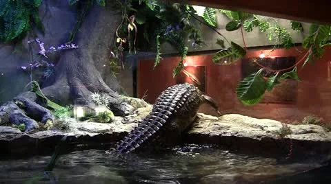 Crocodile Video stock 11351035