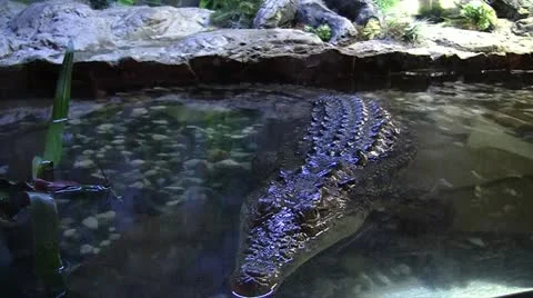 Crocodile Video stock 11351036