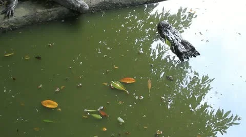 Crocodile Stock Footage 12368695