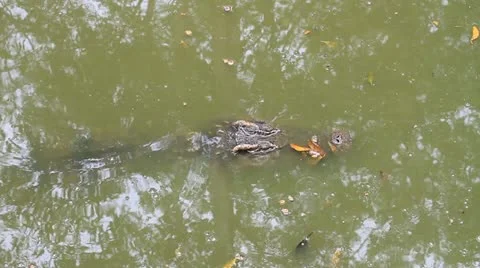 Crocodile Video stock 12371590