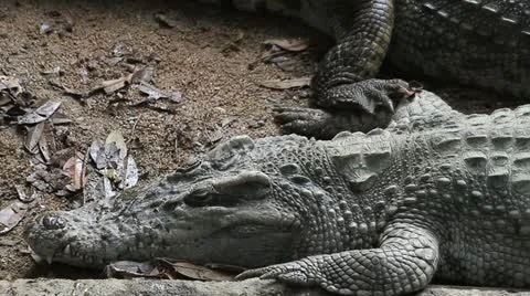 Crocodile Stock Footage 12377202