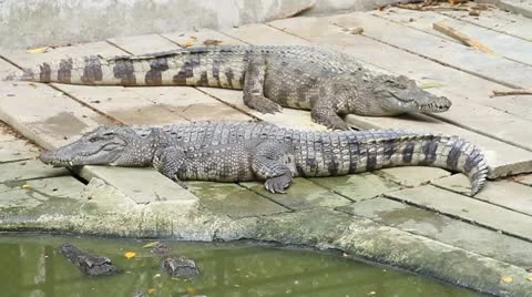 Crocodile Vídeos de archivo 12441868