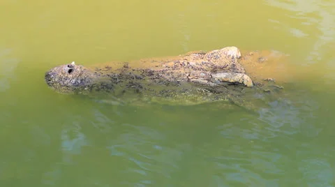 Crocodile Vídeo Stock 22807057