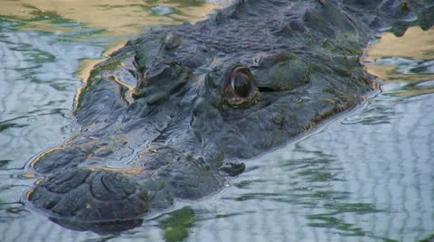 Crocodile Stock Footage 22991989