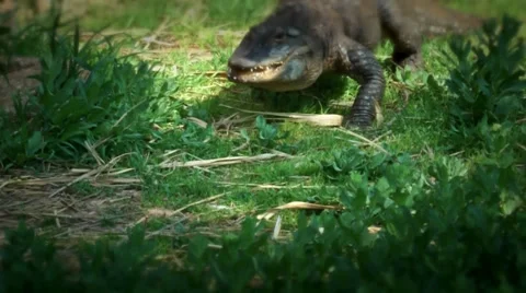 Crocodile 動画素材 32778230